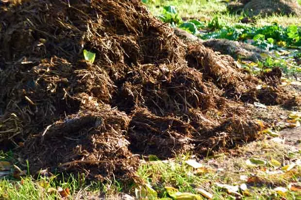 Horse manure as fertilizer: application