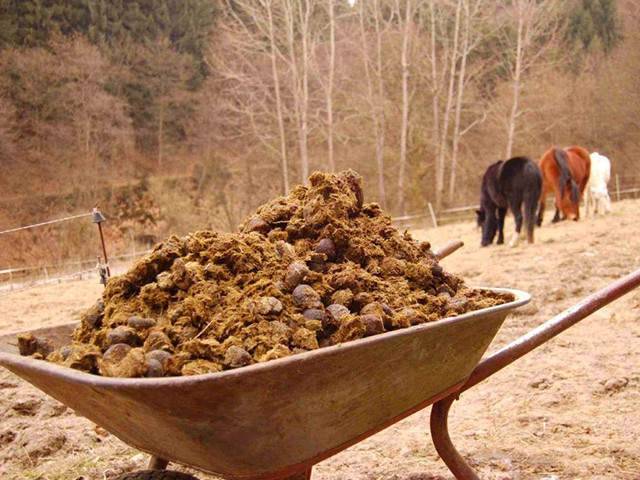 horse manure extract