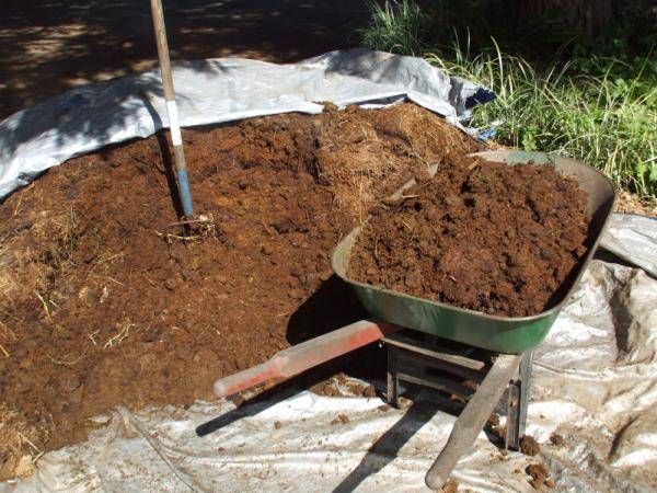 horse manure extract