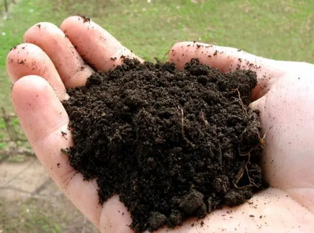 horse manure extract