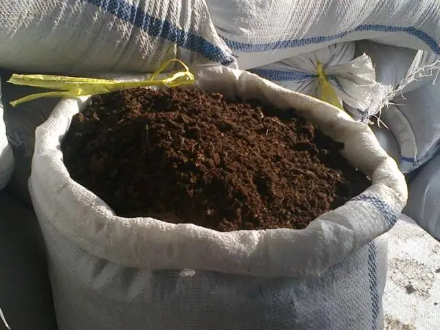 horse manure extract