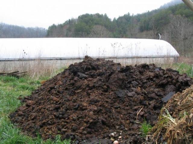 horse manure extract