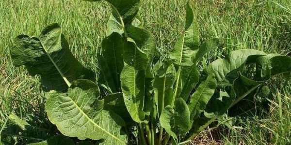 Horseradish leaf diseases: types and methods of control, methods of prevention