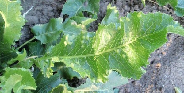 Horseradish leaf diseases: types and methods of control, methods of prevention