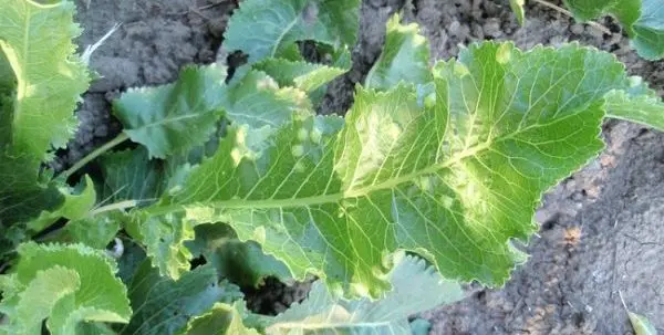 Horseradish leaf diseases: types and methods of control, methods of prevention