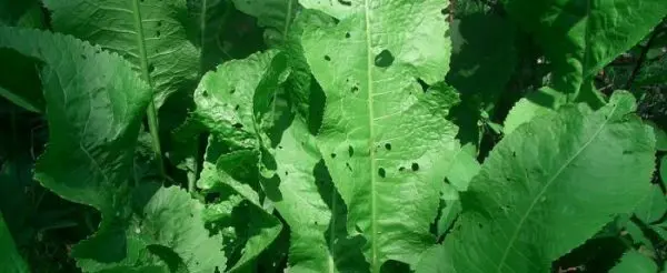 Horseradish leaf diseases: types and methods of control, methods of prevention