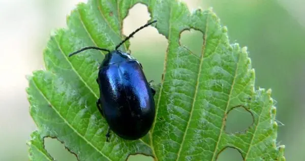 Horseradish leaf diseases: types and methods of control, methods of prevention