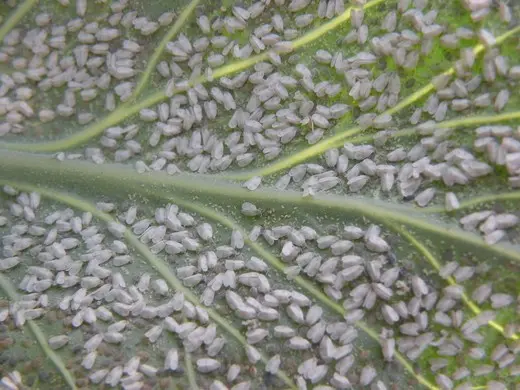 Horseradish leaf diseases: types and methods of control, methods of prevention