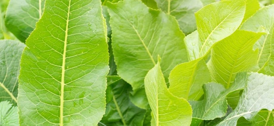 Horseradish leaf diseases: types and methods of control, methods of prevention