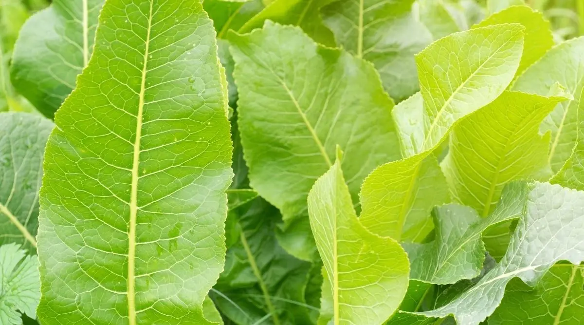 Horseradish leaf diseases: types and methods of control, methods of prevention