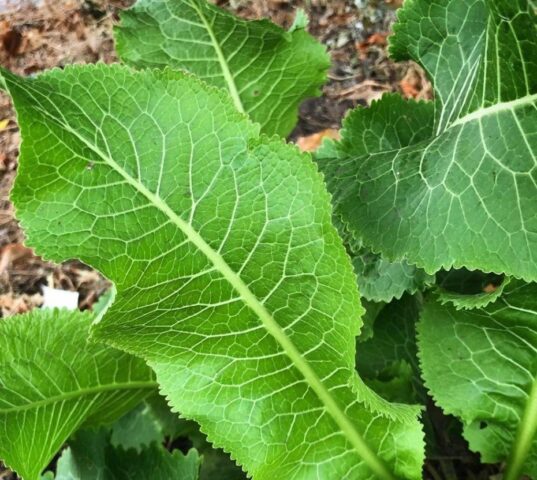 Horseradish on alcohol at home: cooking recipes, with honey