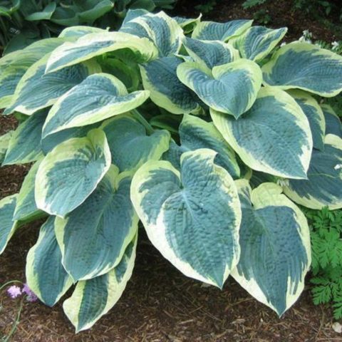 Hosta American Halo: description and photos, reviews