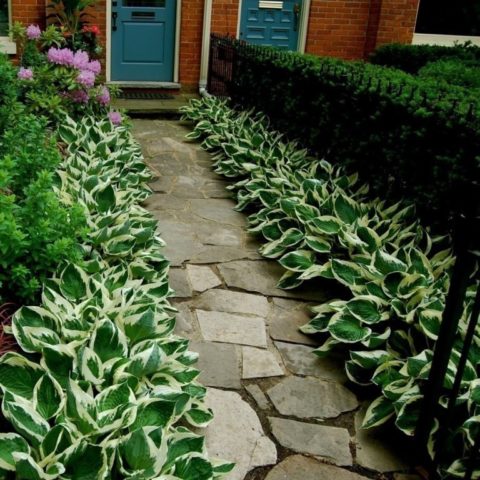 Hosta American Halo: description and photos, reviews