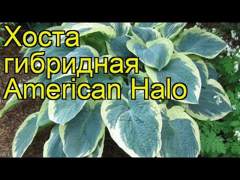 Hosta American Halo: description and photos, reviews