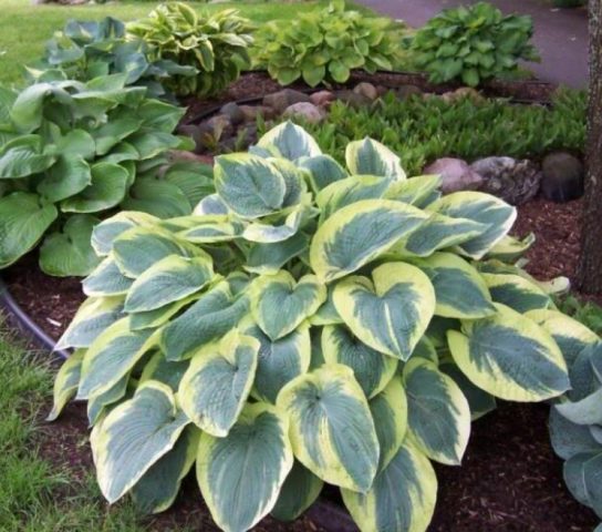 Hosta American Halo: description and photos, reviews