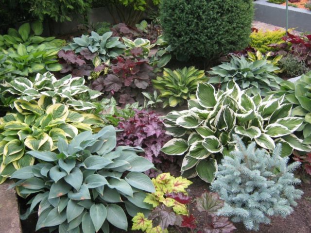 Hosta American Halo: description and photos, reviews