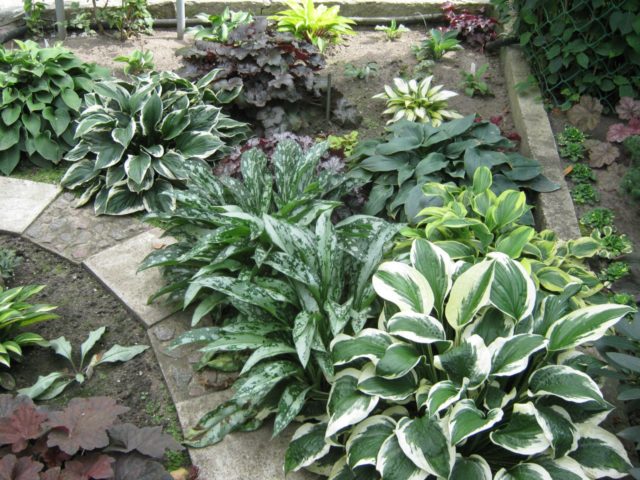 Hosta American Halo: description and photos, reviews