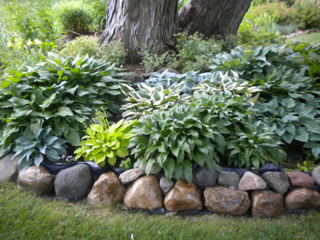 Hosta American Halo: description and photos, reviews