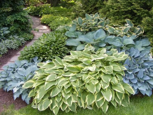 Hosta American Halo: description and photos, reviews