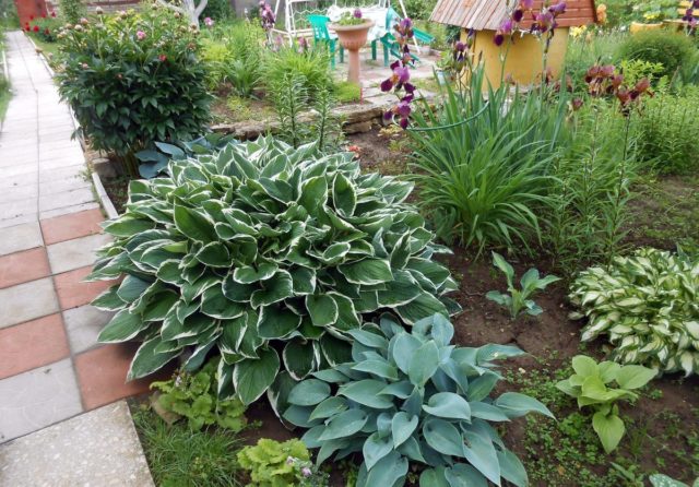 Hosta American Halo: description and photos, reviews