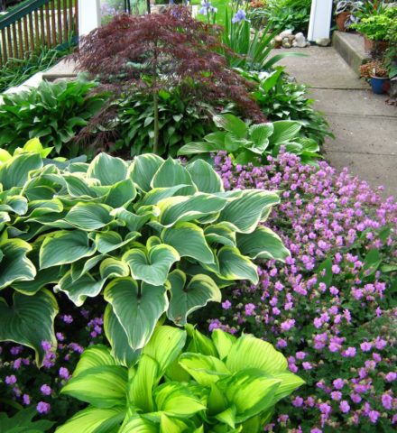 Hosta American Halo: description and photos, reviews