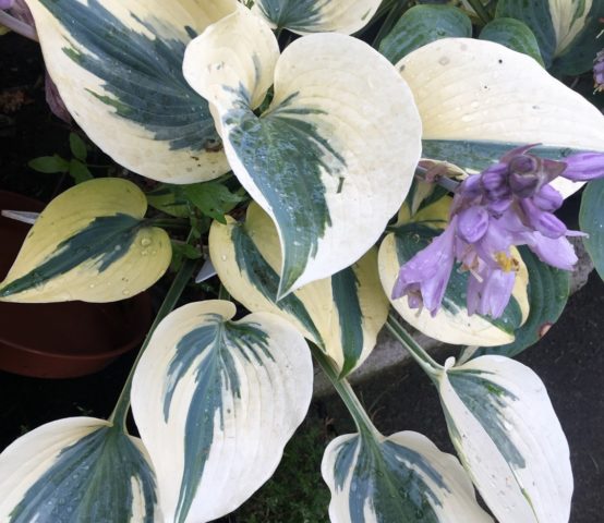 Hosta Autumn Frost (Autum Frost): photo and description