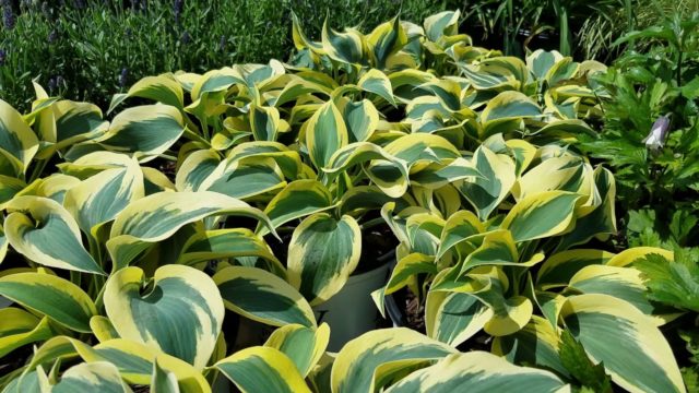 Hosta Autumn Frost (Autum Frost): photo and description