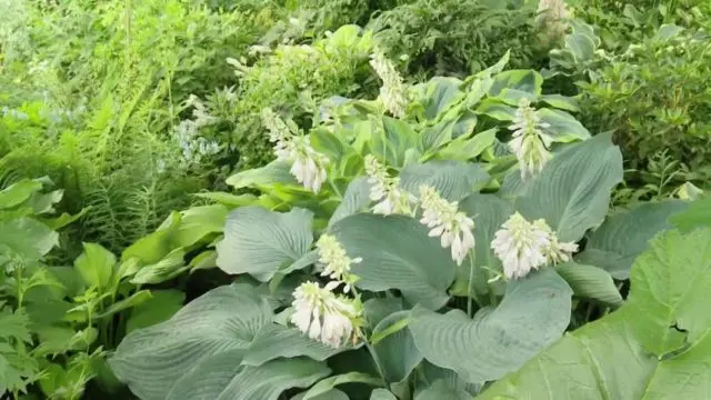 Hosta Blue Angel: description and characteristics of the variety, photo