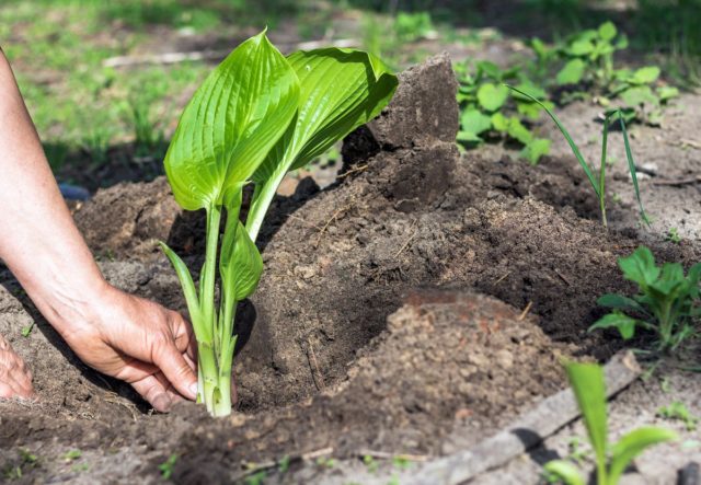 Hosta Blue Angel: description and characteristics of the variety, photo