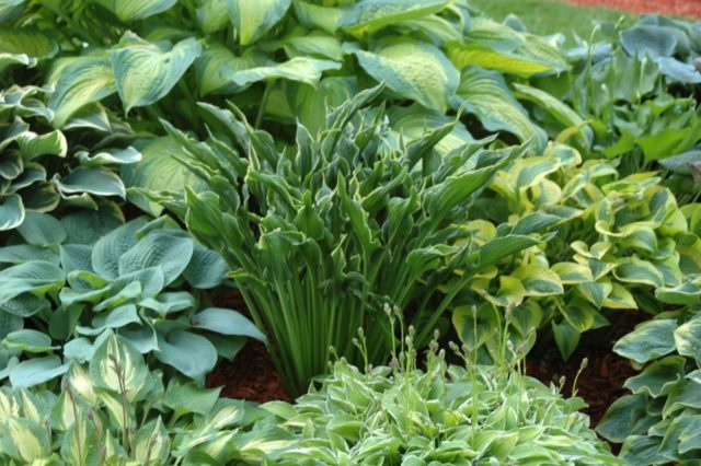 Hosta Blue Angel: description and characteristics of the variety, photo