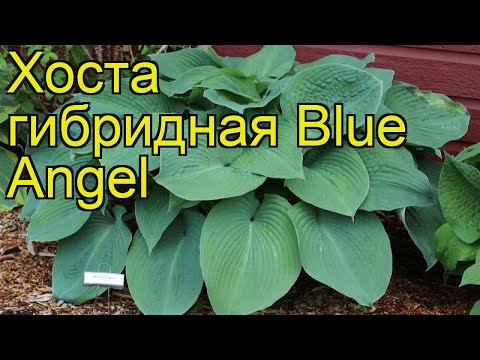 Hosta Blue Angel: description and characteristics of the variety, photo