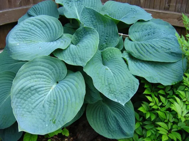 Hosta blue (Blue, Blue): photo, best types and varieties