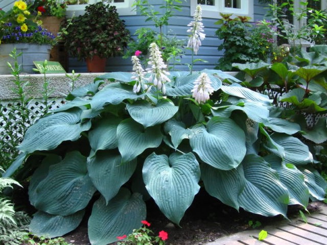 Hosta blue (Blue, Blue): photo, best types and varieties