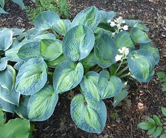 Hosta blue (Blue, Blue): photo, best types and varieties