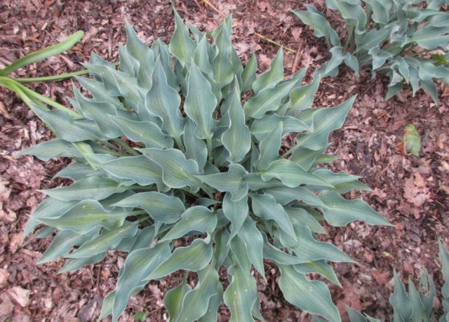 Hosta blue (Blue, Blue): photo, best types and varieties