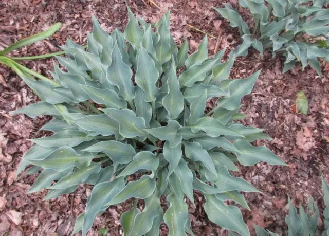 Hosta blue (Blue, Blue): photo, best types and varieties