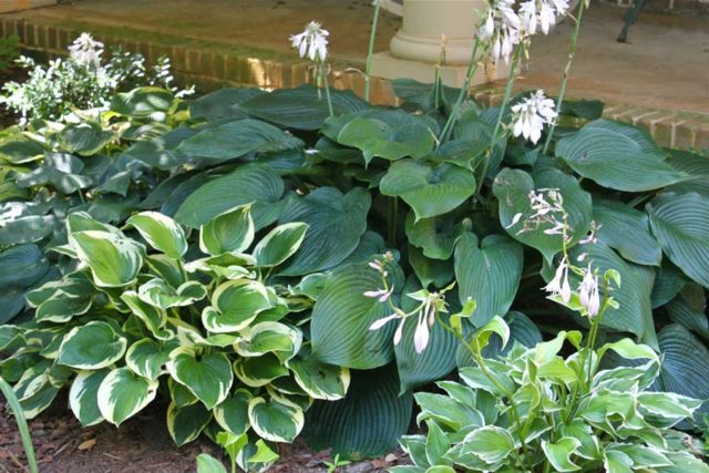 Hosta blue (Blue, Blue): photo, best types and varieties