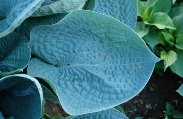 Hosta blue (Blue, Blue): photo, best types and varieties