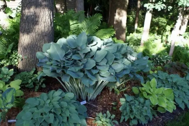 Hosta blue (Blue, Blue): photo, best types and varieties