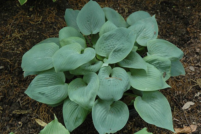 Hosta blue (Blue, Blue): photo, best types and varieties