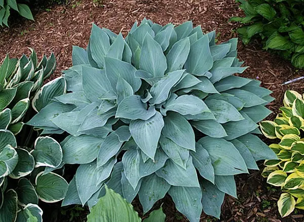 Hosta blue (Blue, Blue): photo, best types and varieties