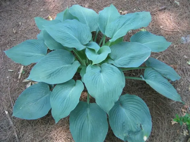 Hosta blue (Blue, Blue): photo, best types and varieties