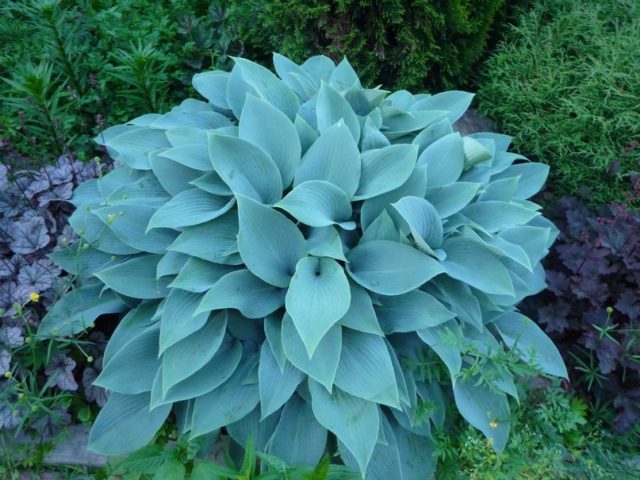 Hosta blue (Blue, Blue): photo, best types and varieties