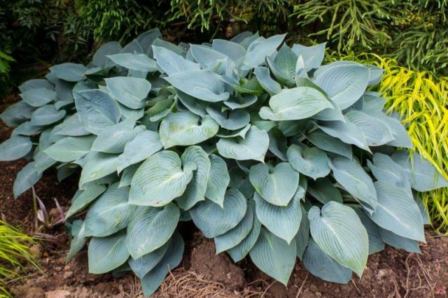 Hosta blue (Blue, Blue): photo, best types and varieties