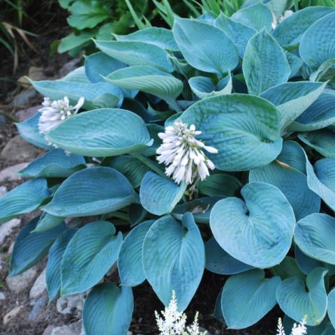 Hosta blue (Blue, Blue): photo, best types and varieties