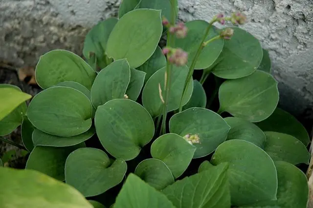 Hosta blue (Blue, Blue): photo, best types and varieties