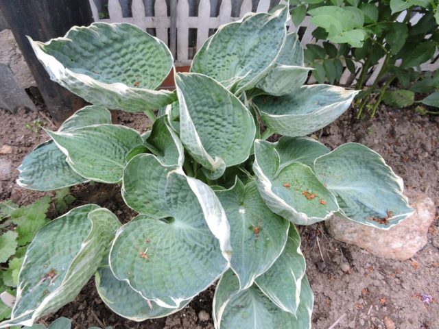 Hosta blue (Blue, Blue): photo, best types and varieties