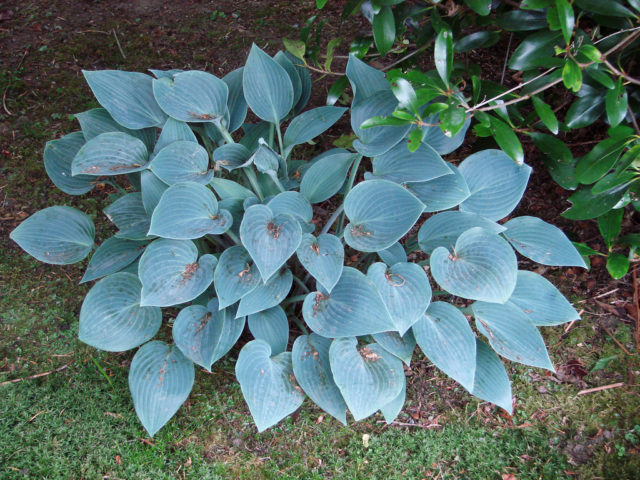 Hosta blue (Blue, Blue): photo, best types and varieties