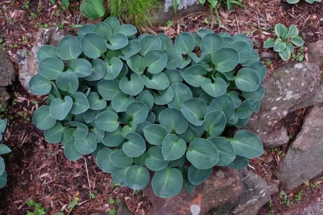 Hosta blue (Blue, Blue): photo, best types and varieties