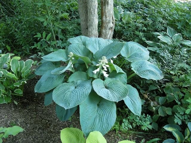 Hosta blue (Blue, Blue): photo, best types and varieties